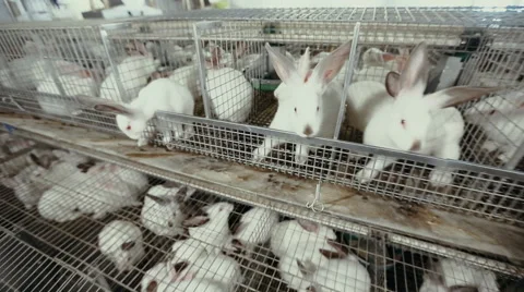 Rabbits on the farm Stock Footage 68259789