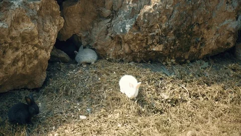 Rabbits on the farm Stock Footage 95998896