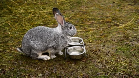 Rabbits on a farm or in an open aviary, on a cloudy autumn day. Stock Footage 329868494