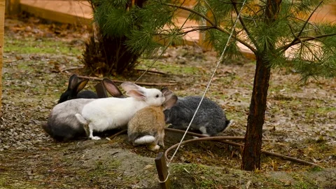 Rabbits on a farm or in an open aviary, on a cloudy autumn day. Stock Footage 329868495