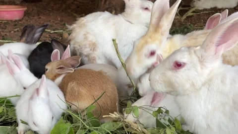 Rabbits feeding Stock Footage 332629482