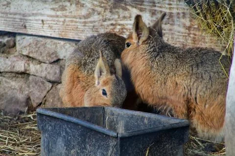 Rabbits Feeding in Rustic Setting Stock Photos