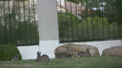 Rabbits Stock Footage 400951