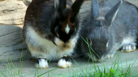Rabbits Stock Footage 511226