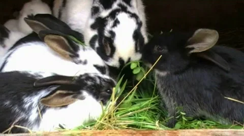 Rabbits Stock Footage 572363