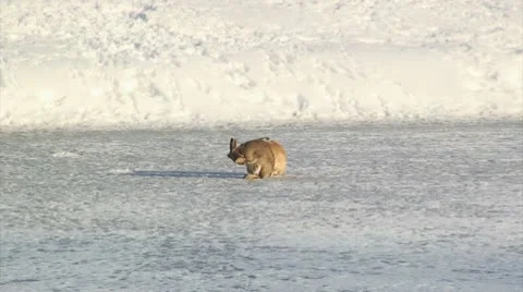 Rabbits Stock Footage 10764327