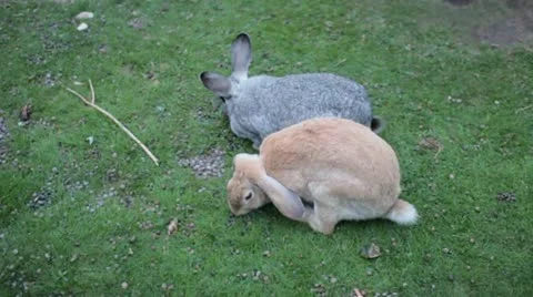 Rabbits Stock Footage 11195616