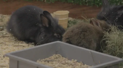 Rabbits Stock Footage 33448469