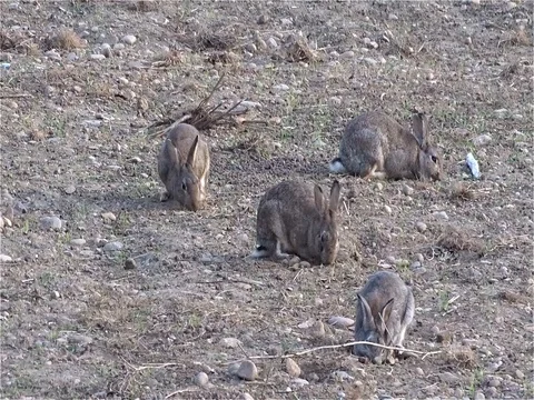 Rabbits Stock Footage 77027925