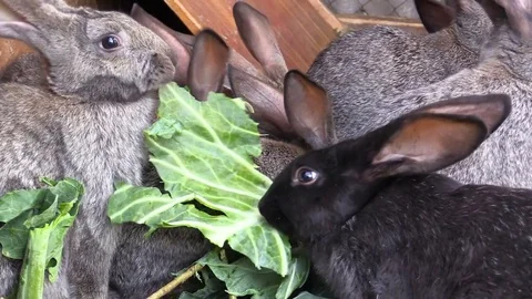 Rabbits Stock Footage 80072723