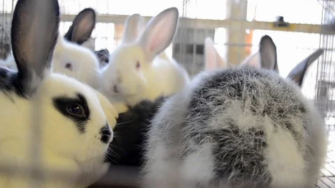 Rabbits 스톡 동영상 85536251