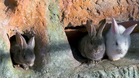 Rabbits Vídeos de archivo 91963859