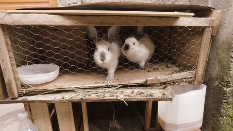 Rabbits Stock Footage 105760659