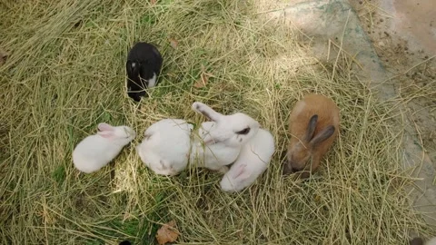 Rabbits Stock Footage 137655544