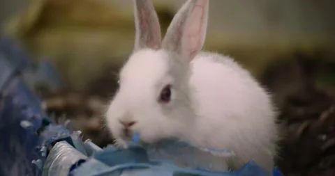 Rabbits Stock Footage 156946533