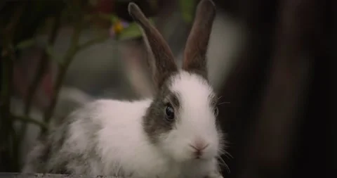 Rabbits Stock Footage 156946614