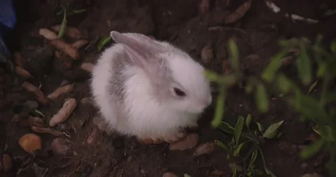 Rabbits Stock Footage 156946685