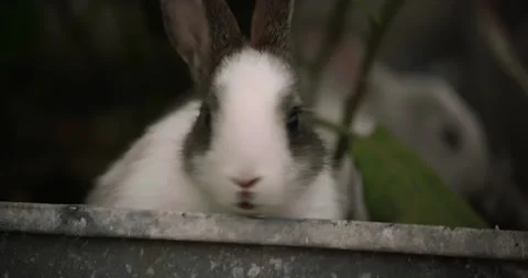 Rabbits Stock Footage 156946715