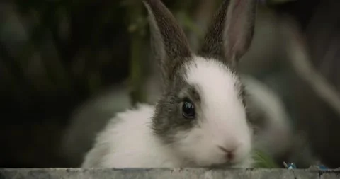 Rabbits Stock Footage 156946774