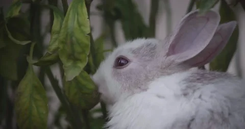 Rabbits Stock Footage 156946844