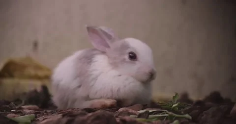 Rabbits Stock Footage 156946958