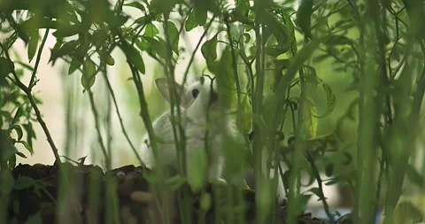 Rabbits Stock Footage 156947045