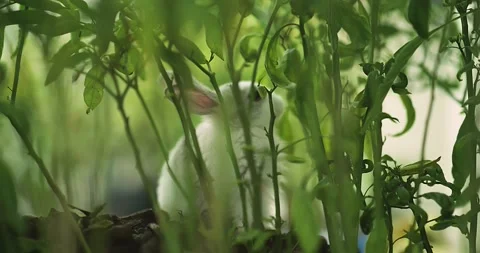 Rabbits Stock Footage 156947048