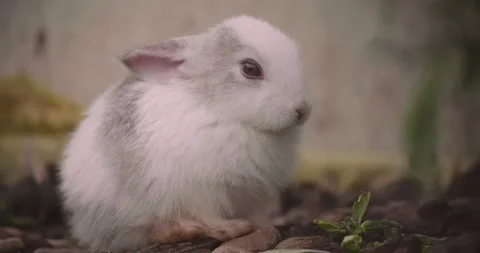 Rabbits Stock Footage 156947127