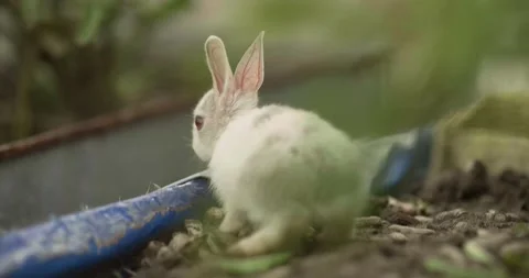 Rabbits Stock Footage 156947143
