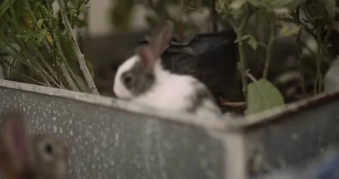 Rabbits Stock Footage 156947153