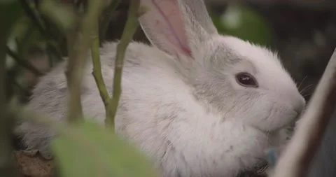 Rabbits Stock Footage 156947213