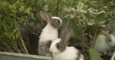 Rabbits Stock Footage 156947244