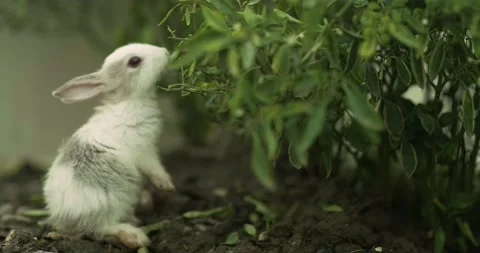 Rabbits Stock Footage 156947272