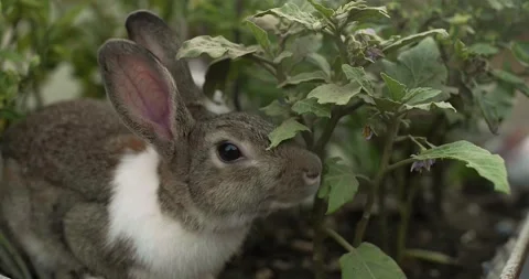 Rabbits Stock Footage 156947333
