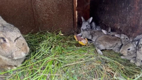 Rabbits Stock Footage 243607367