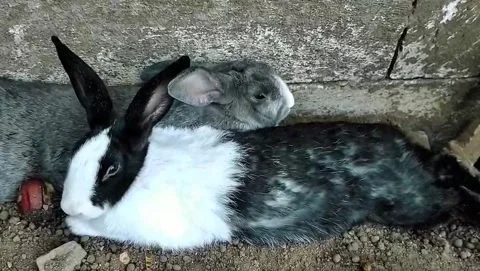 Rabbits Stock Footage 340177644
