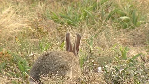 Rabbits Foraging Stock Footage 93056748