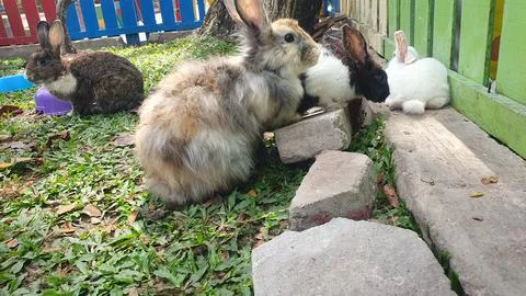 Rabbits Gathering In The Backyard Stock Photos