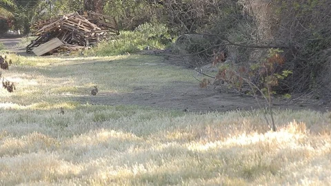 Rabbits in grass Video stock 77052450