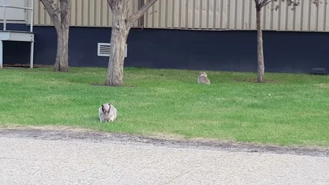 Rabbits on the grass Stock Footage 213441723