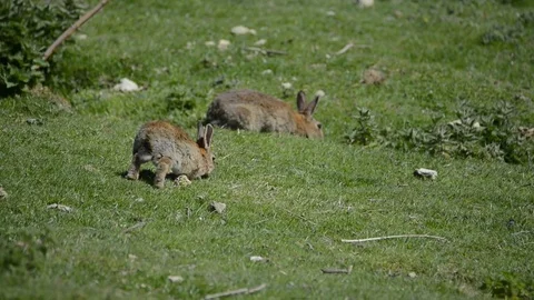 Rabbits grazing Stock Footage 129888086