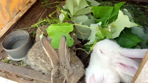 Rabbits have lunch Stock Footage 202102360