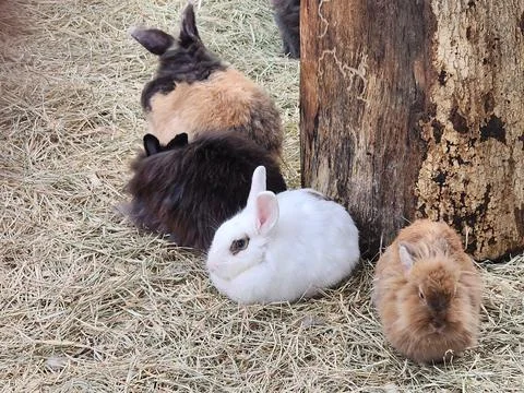 Rabbits on a Hay Bed Foto stock