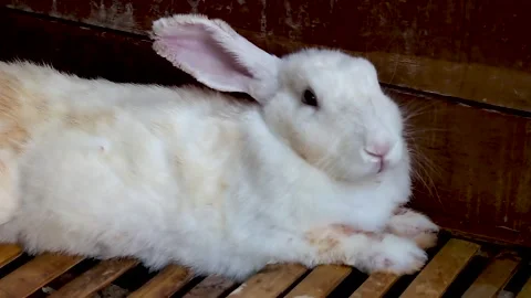 In the rabbit's house there is a white rabbit Stock Footage 265934026