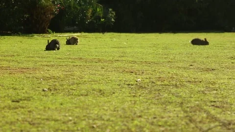 Rabbits on the lawn Video stock 97813207
