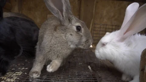 Rabbits look out of the cage into the camera Vidéo 116992245