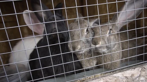 Rabbits look through the bars of the cage Vidéo 116992268