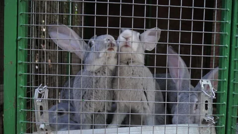 Rabbits of meat breed sit in a cage. Video stock 112669557