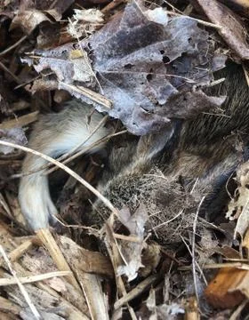 Rabbits nest Stock Photos
