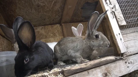 Rabbits peek out of the cage Stock Footage 116992256